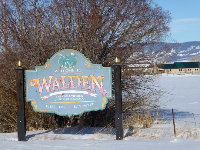Walden is the moose viewing capital of Colorado