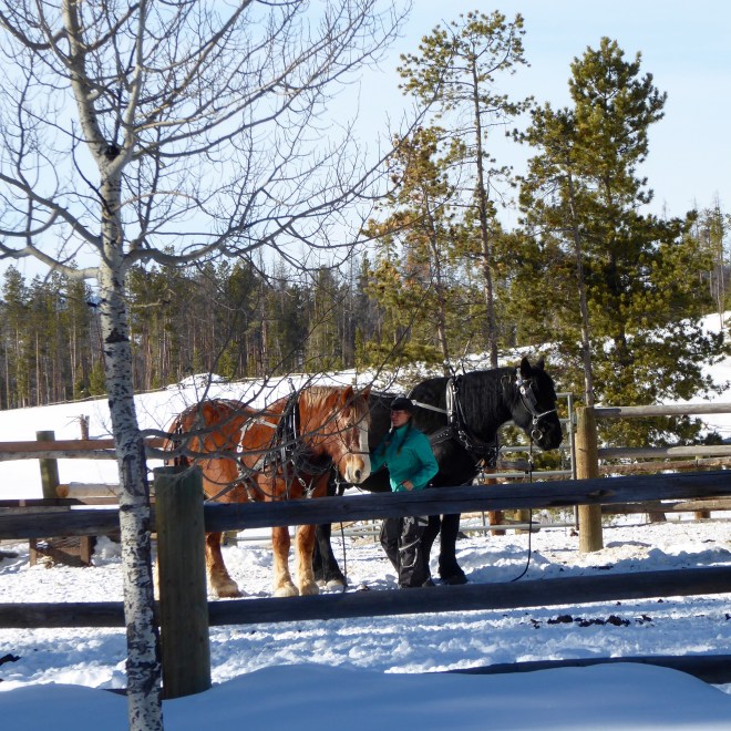 Getting to pull a sleigh