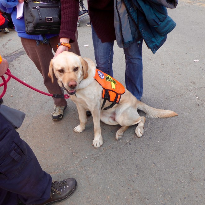 Larimer County Search and Rescue Dog