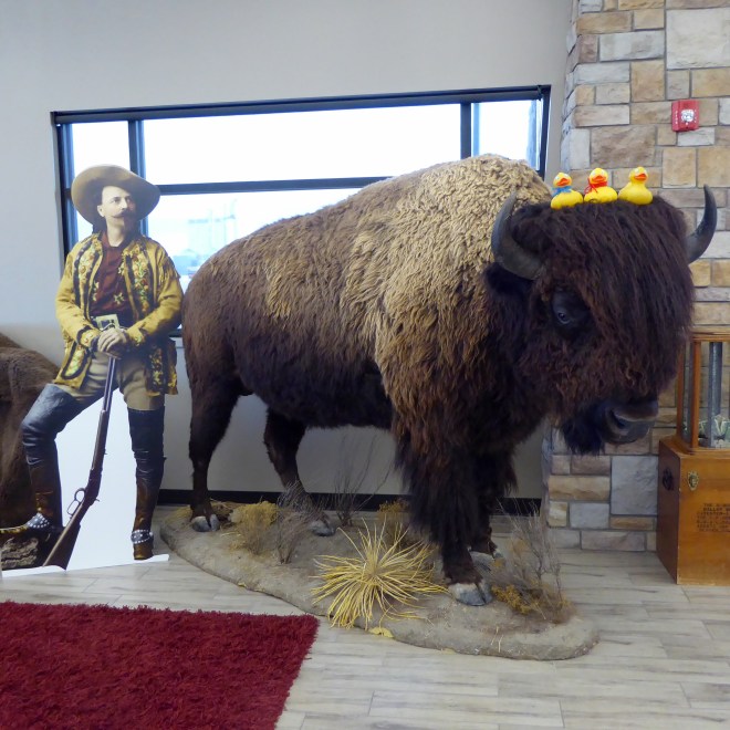 Colorado Traveling Ducks sitting on a buffalo's head