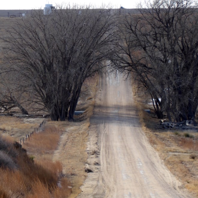 We like the trees over the road