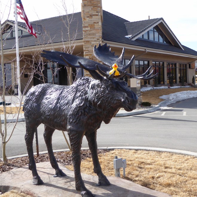 I like sitting on the moose