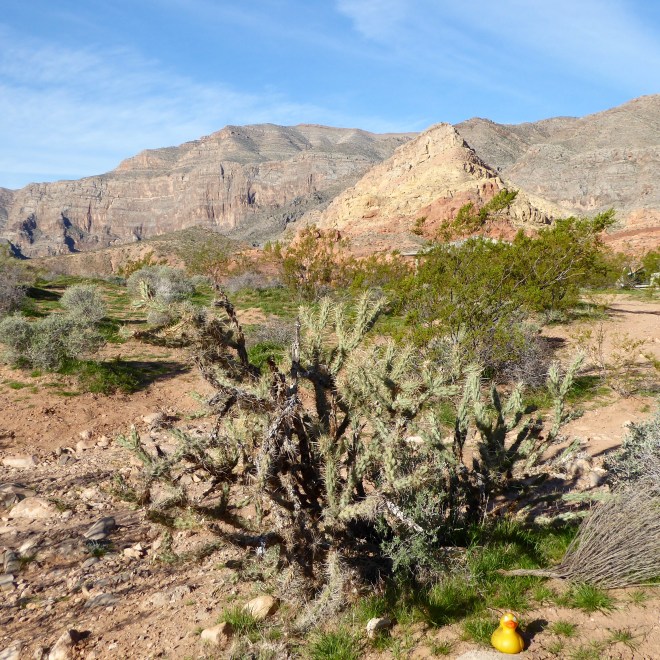 Sitting by cactus with great mountains behind