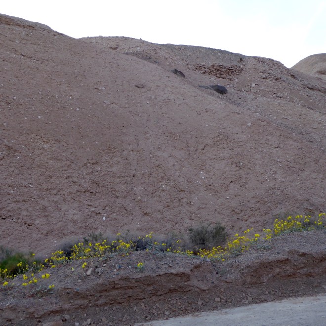 October rains brought flowers here also