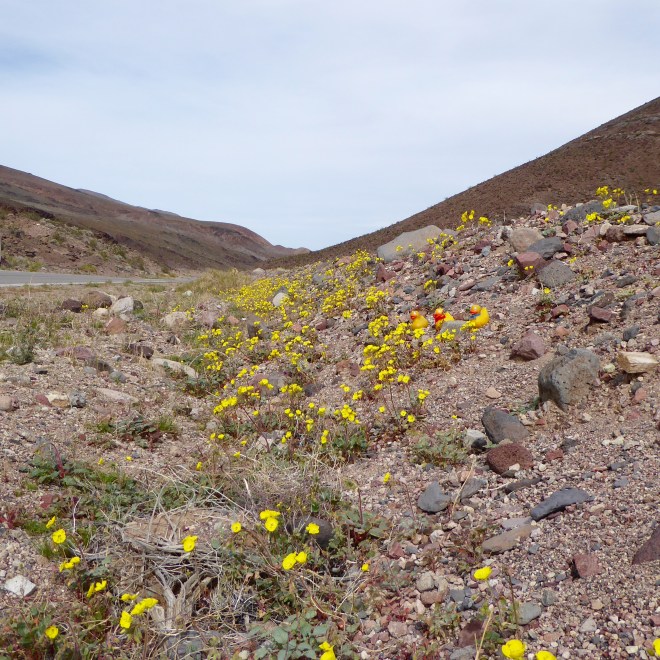 Thousands of flowers blooming