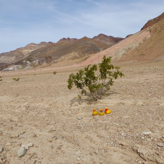 Bush has tiny yellow flowers