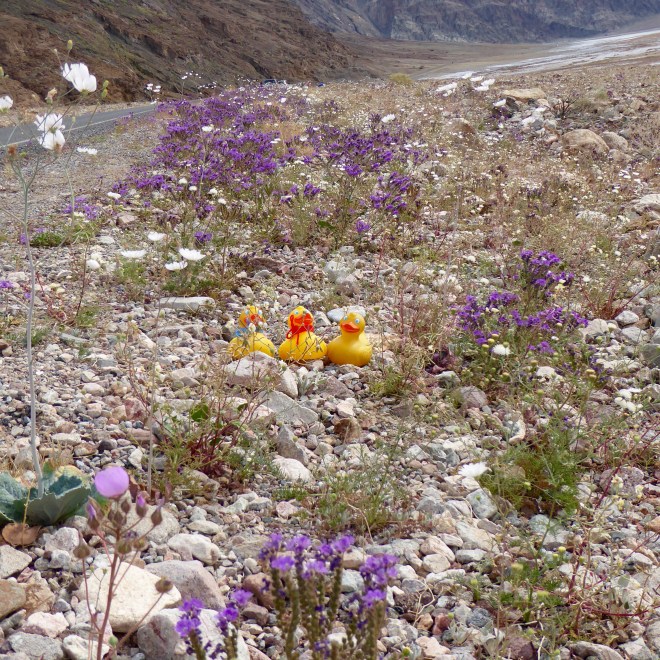 A few wildflowers by the road