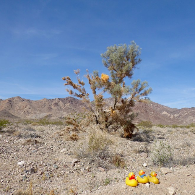 We like the orange here