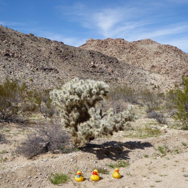 A silver color desert plant