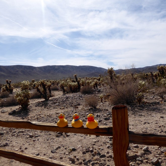 The Cholla Cactus Garden