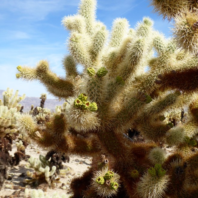 New growth on the cholla cactus