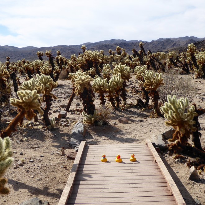 Let's go see the cactus garden