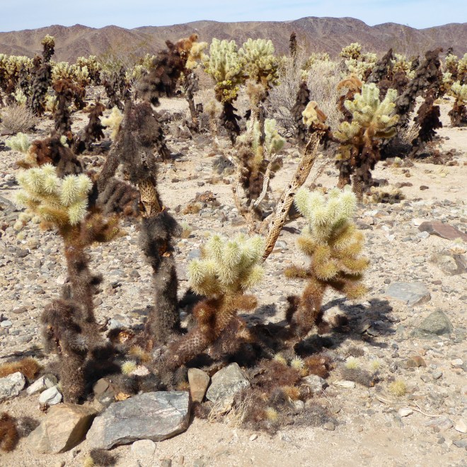 The arms look hollow without needles