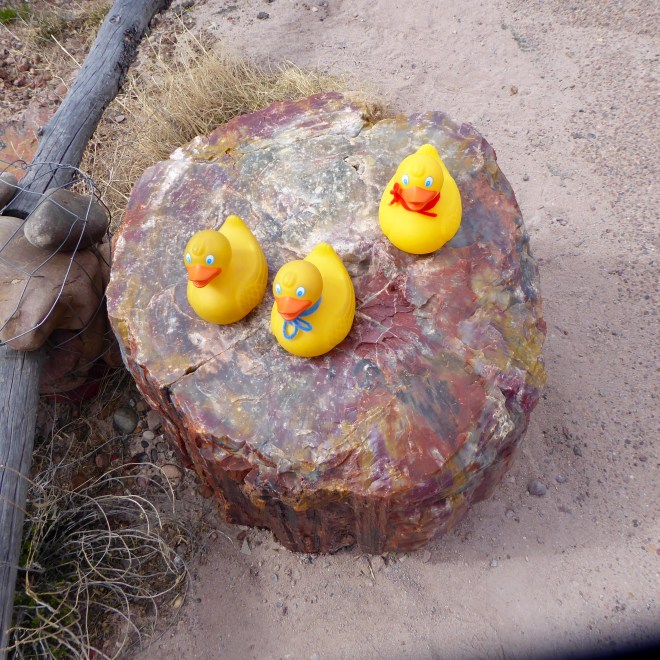 Colors of petrified wood