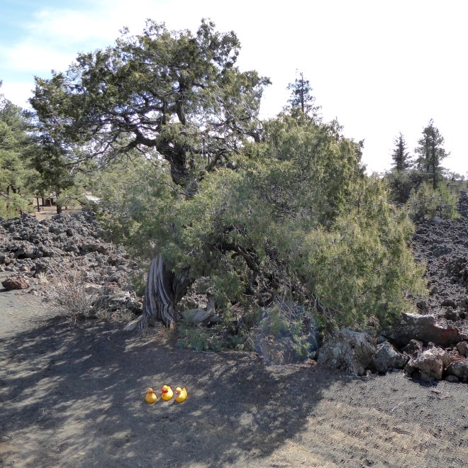 Ancient twisted tree