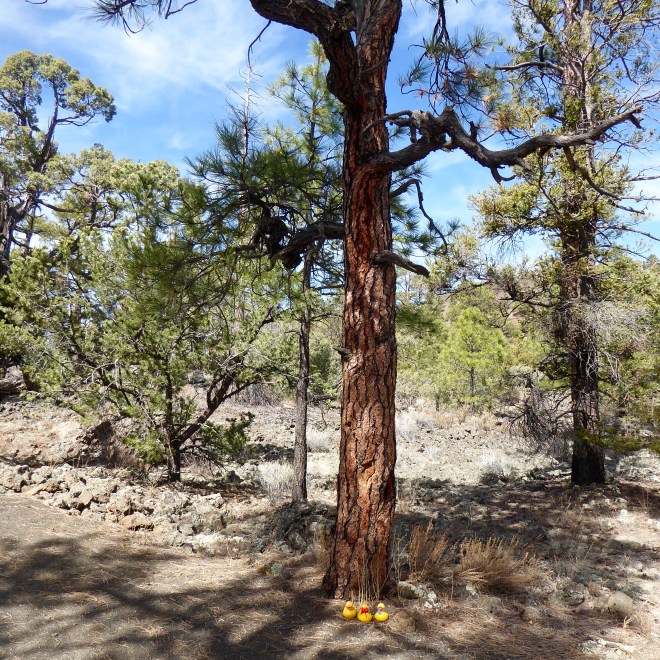 Love the red bark on this tree