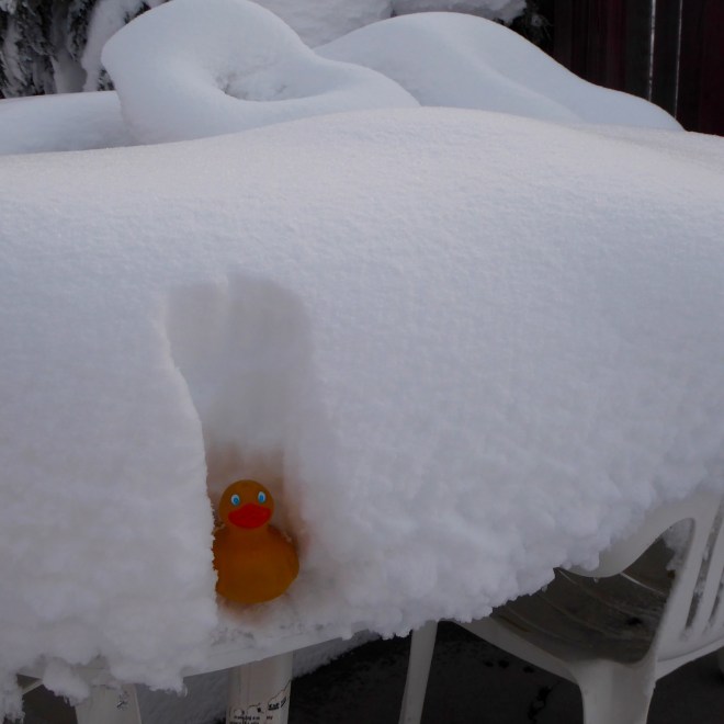 In the snow on my backyard table