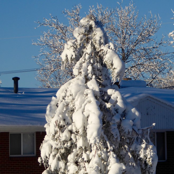 Tree blanketed in wet snow