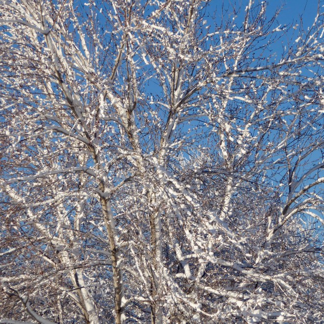 Snow covered trees glisten in Colorado sun