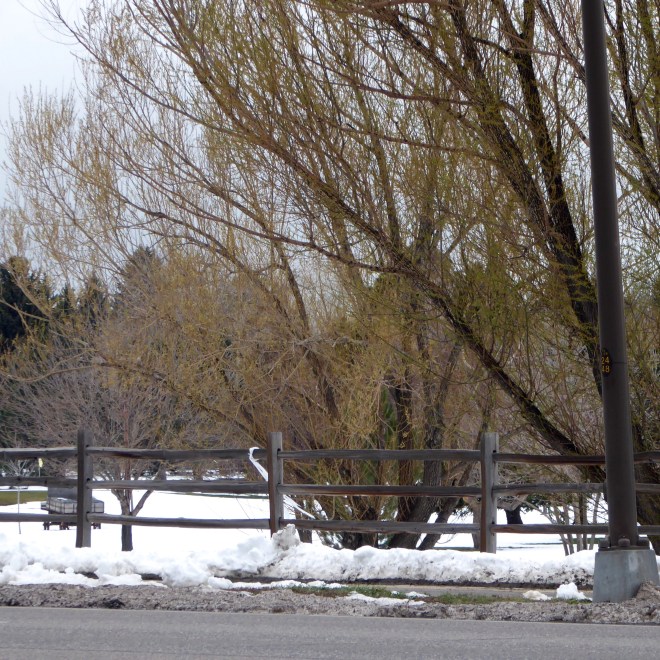 We see grass on this golf course