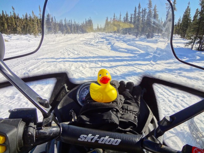 Eider on snow machine