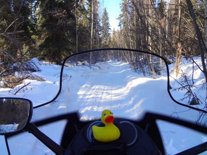 Eider heading down the snowy road.