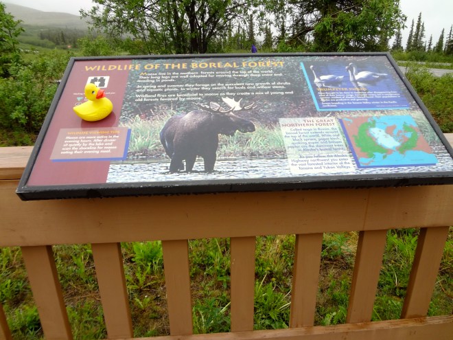 Approaching Chicken, Alaska. Information on caribou