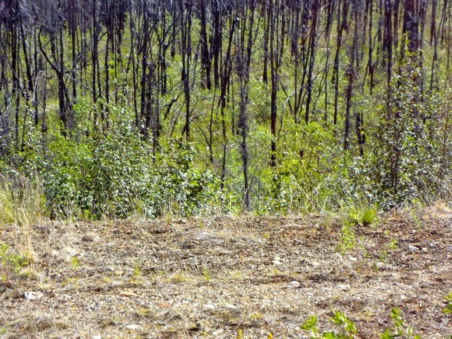 Growing back from fire 5 years ago