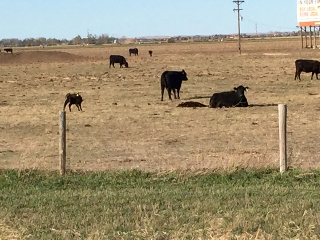 Small calves with mom in field