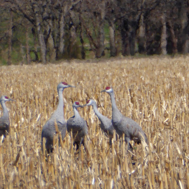 Sandhill cranes watching us