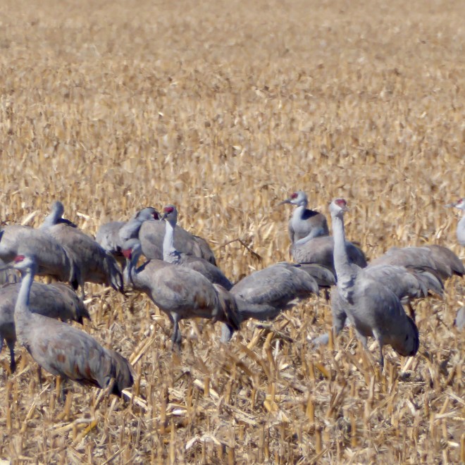 Some cranes eat and some cranes watch for threats