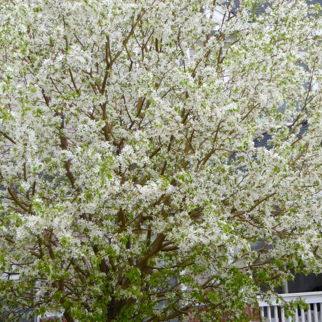 So many white flowers