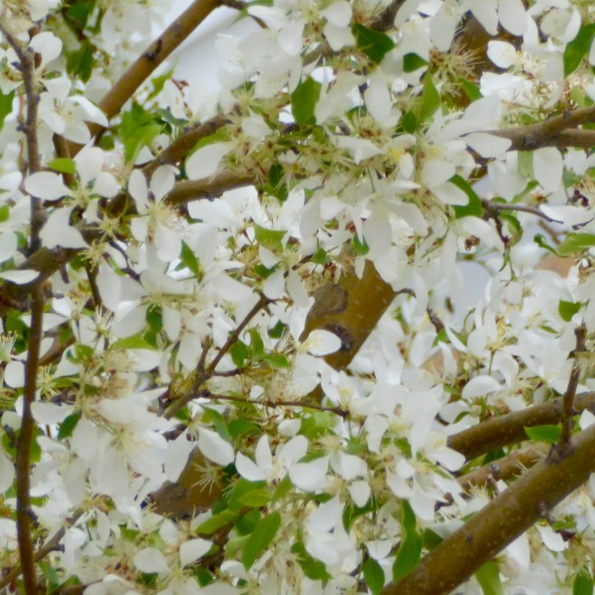 delicate individual petals