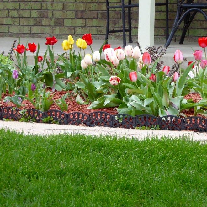 Tulips of many colors