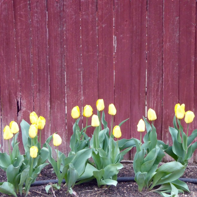 Duck yellow tulips