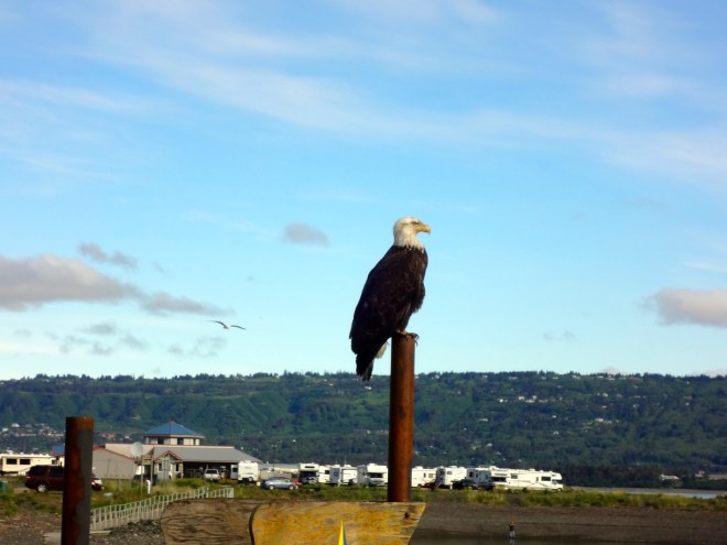 Proud American eagle