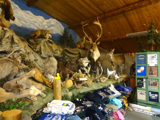 Indoor Wildlife Museum