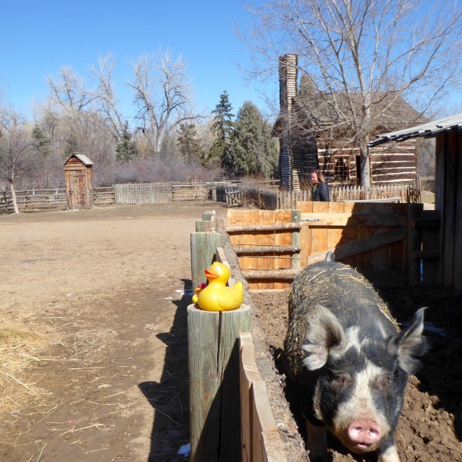 This pig is huge. Time to leave mom?