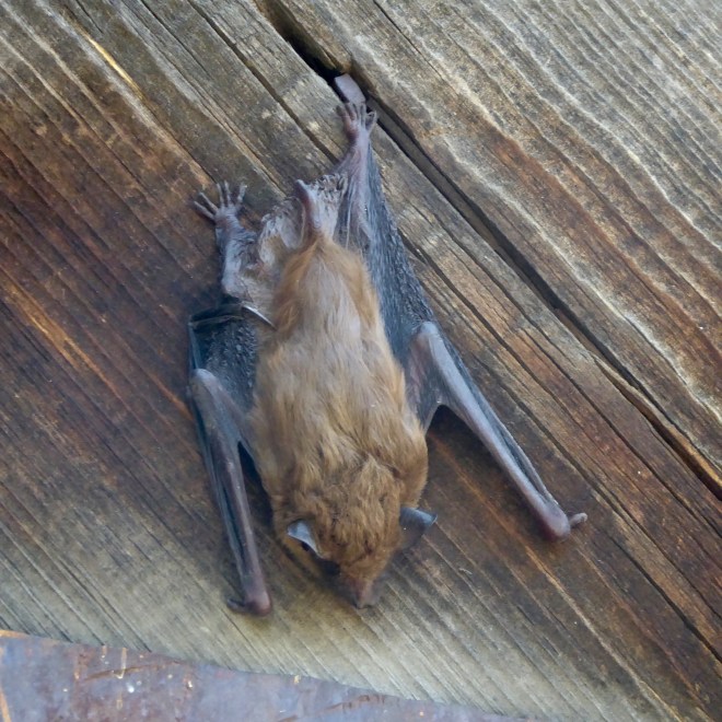 Brown bat on brown wooden door