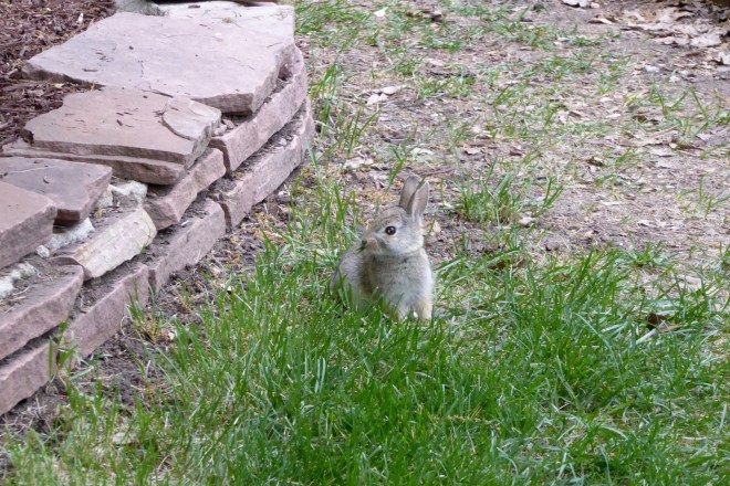 It is spring. Young bunny