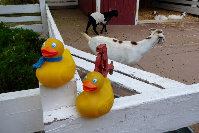 Zeb and Soapy with goats
