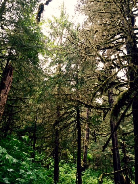Hiking in Ketchikan with Channel