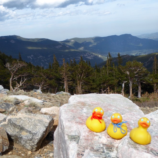Bristlecone pine trees and the Colorado Rocky Mountains.