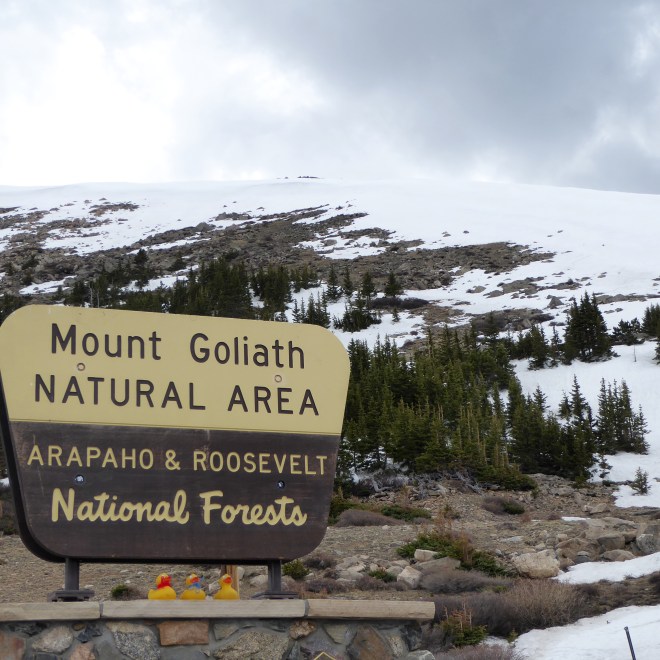 Mount Goliath Natural Area