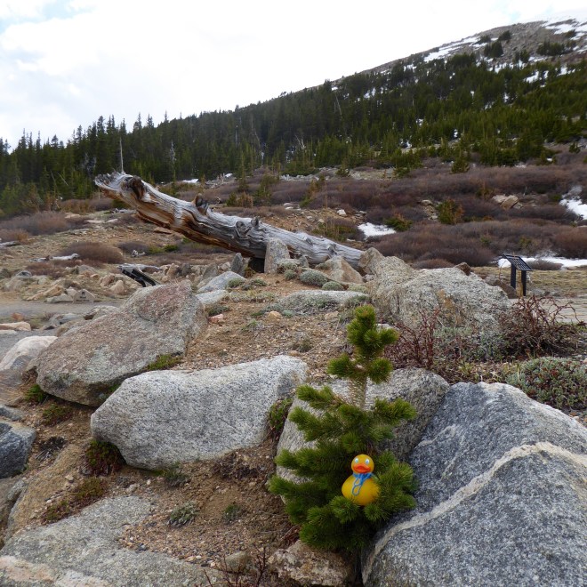 Soapy sitting in a small Rocky Mountain bristlecone pine
