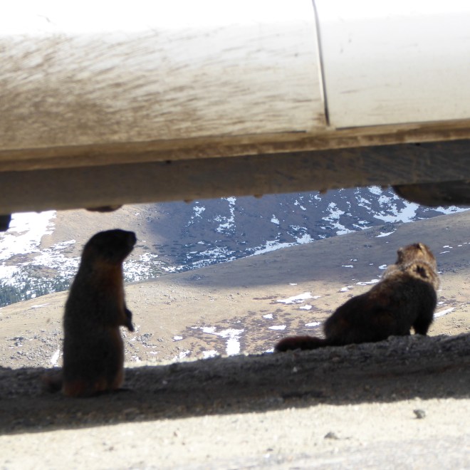 Yellow-Bellied Marmots