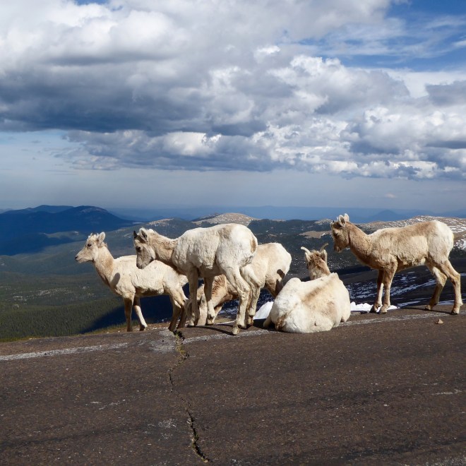 Rocky Mountain Goats