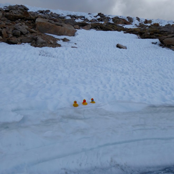 Colorado Traveling Ducks in the snow