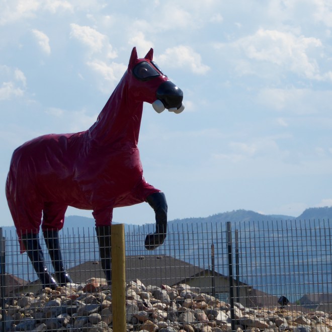 Horse across from beautiful new housing community 