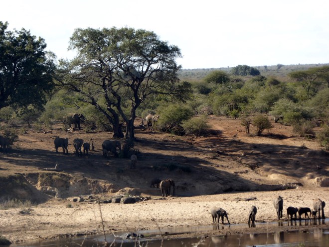 Kruger National Park in South Africa